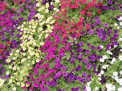 続いて、サムエル・コッキング苑に来ました！
現在「江の島フラワーフェスタ2015」開催中のようで、入ってすぐの広場にはたくさんのお花が♪
これは「カリブラコア」。