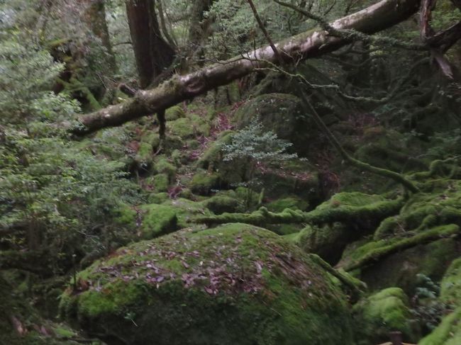 屋久島一人旅 その2 2日目 屋久島 鹿児島県 の旅行記 ブログ By エビルさん フォートラベル