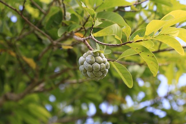 ◎マヤの植物「サラムイ」<br />