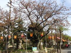 「舟津公園」までやって来ました。
少しだけ桜が残っているようです。