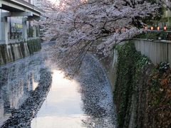 神田川の川面にも無数の花びらが舞い降りて、
美しい景色が、
もう数日もすると、完全に見ごろが過ぎてしまうタイミングでしょうか