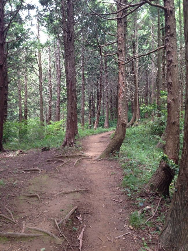 先ほどの分岐点店まで戻って、葛城山へ向かいます。