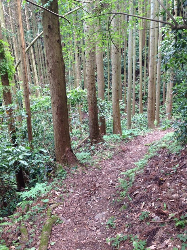 葛城山は、平らな道がなく、ひたすら登り続ける感じです。