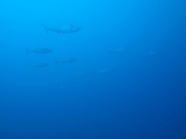 運瀬のイソマグロ