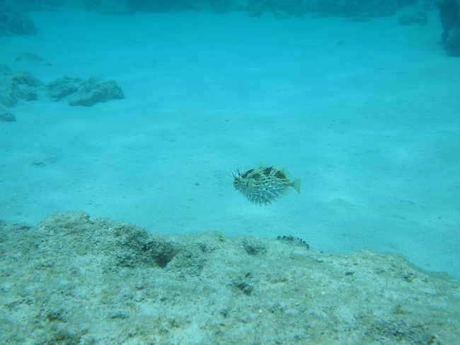 ハリセンボンを膨らませたので目が怒ってました　(^^ゞ