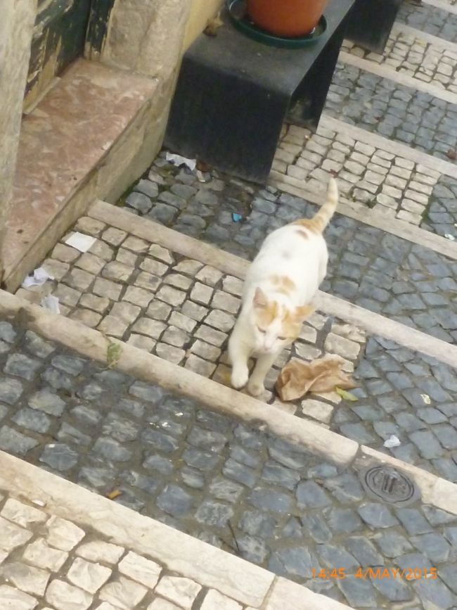 私の付けていた伊勢神宮のお守りの鈴に、猫がつられました。