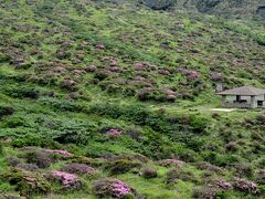 行ってみると、花付きが悪いどころではない。全滅とはいわないが、かなりの株が、火山ガスや火山灰でダメージを受け、枯れかかっている。