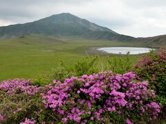 草千里と烏帽子岳。草千里は、烏帽子岳の噴火口跡で、今では見渡す限りの草原と雨水が溜まってできた池が織り成す風光明媚である。
草原は馬や牛が放たれている放牧地だが、今日は馬も牛も見られない。この付近のミヤマキリシマは、火山活動の影響をそれほど受けておらず、良い咲きっぷりをしている。
