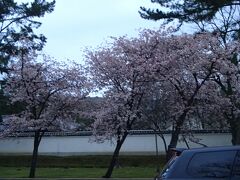 柳生の里に行く途中、奈良公園内を通過。
奈良公園の桜も見頃だったようです。