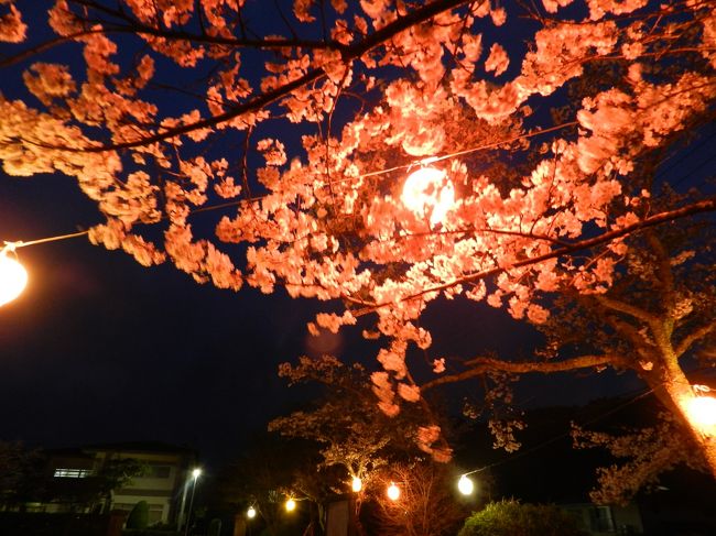 今日の目的はこちらの桜のライトアップ！☆