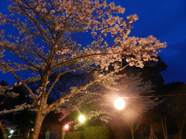 それでも、ライトアップされた桜は、やはり綺麗です！♪