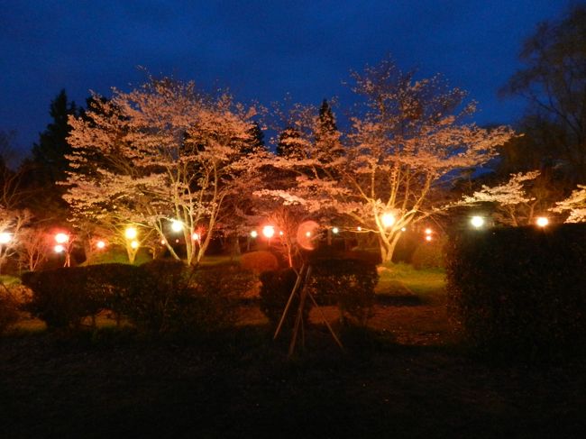 コメントは少なめですが、夜桜をお楽しみ下さい。