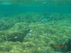 いつもヒルトンの前からエントリーして、左の奥のほうでシュノーケリングしてたのですが、この日はちょっとイパオビーチよりまで行ってみました。

するとなんとなんと。
キレイな珊瑚礁！深さもそこそこあります。
何度も来てたのに知らなかったー！