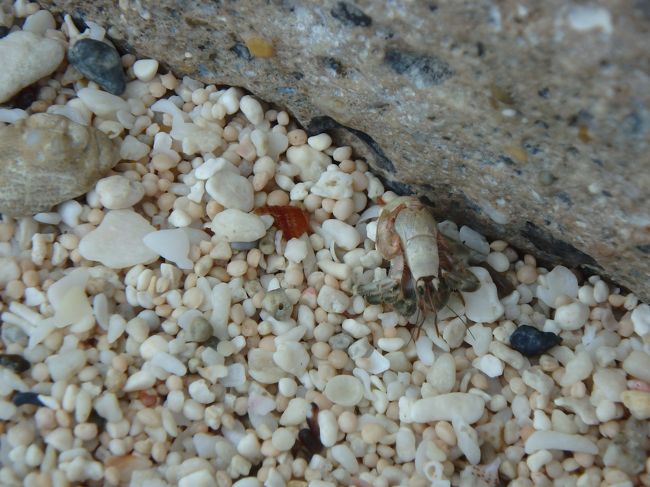 息子くん　ヤドカリを持ち上げようとしたら、スポッと貝から家出されｗ<br />初めてのことに大興奮(^O^)　喜び撮影！<br />でかい図体してるけどまだまだカワイイｗ