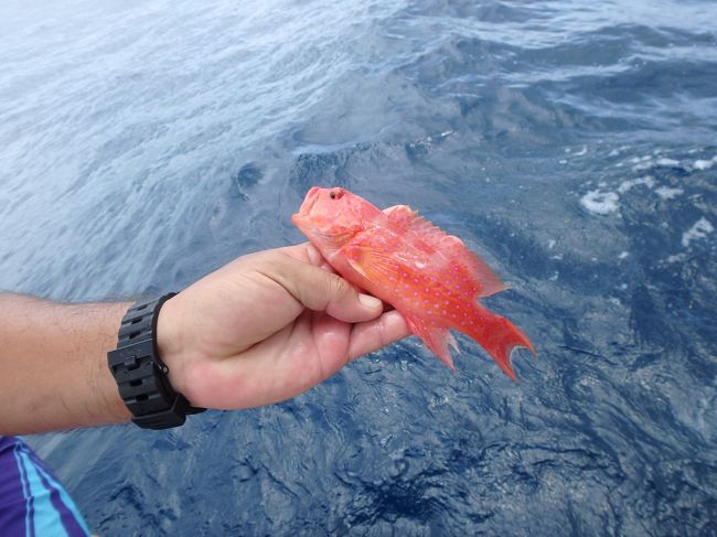 こんな赤いお魚も釣れました<br /><br />息子くんやっと眠れたようで楽そう、母の気持ちも楽に。