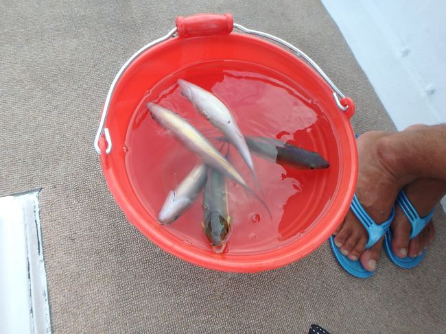 私だけでもこんな大漁！<br /><br />この後パパがギックリ腰みたいになっちゃった！とか言って横になりだし、さらにテンション下げてしまい、船長さん、同行した方、本当にすみませんでした(>_<)<br /><br />お魚さんはリリースです。