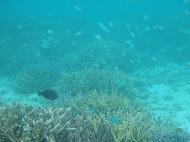 すごーい！<br />こんなにサンゴとお魚が♪