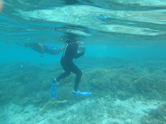 写真はいまいちだけど、色とりどりの珊瑚に感動しました！