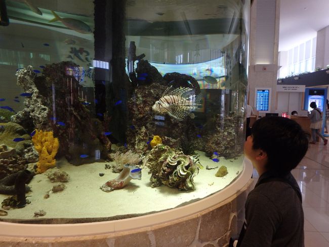 はああ〜　行きにも見た水槽、実際の石垣の海も、きれいだったよねえ。<br />