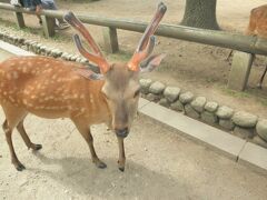 奈良公園に戻ります

春日大社、東大寺、興福寺は奈良公園に面しているので
鹿は探さなくてもどこにでもいます。

初めて行く場合は　テンション上がると思いますが、まずはしっかり観光を。
自由時間に戯れるとよいと思います。
