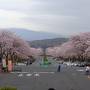 富士山と桜