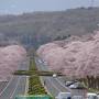 富士山と桜