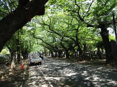 谷中霊園、宝塚ファンの娘は天津乙女さんのお墓参りをしたかったようですが、見つけられませんでした。相変わらずの方向オンチなのね。
