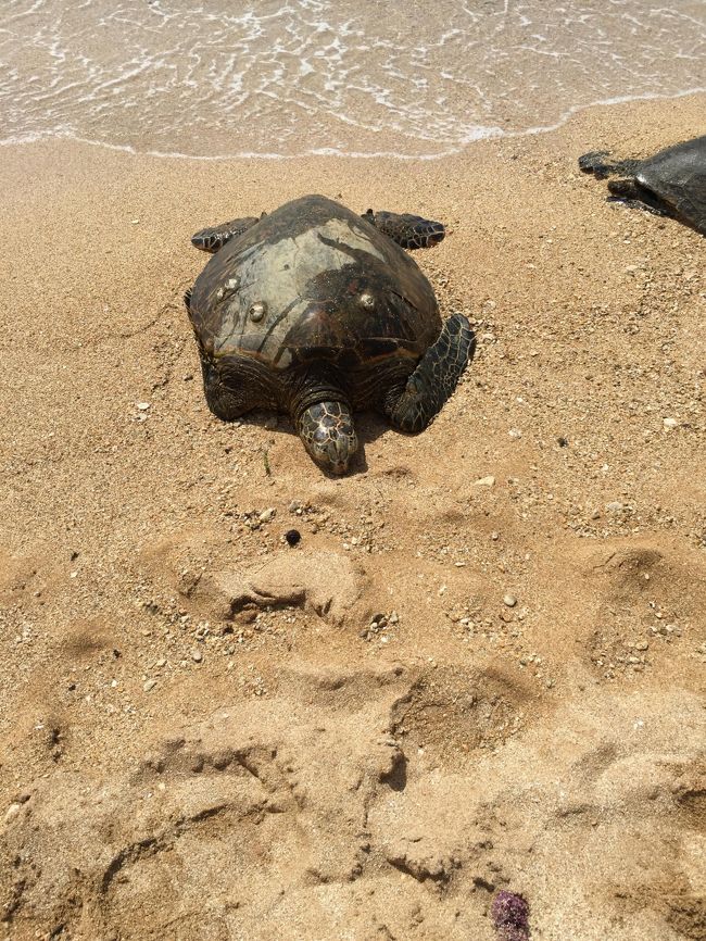 今度はいよいよ海ガメさんに会いに行きます。<br />なんとロープで囲われていないアリイビーチへ連れて行ってくれました！<br /><br />最初見当たらなくてきょろきょろしていたらいた！<br />しかもたくさんお昼寝中です。<br />これには本当に感動しました。