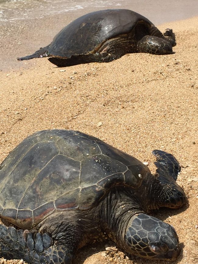 が、突然現地の人からものすごい剣幕で怒鳴られるのです。<br />何事かと振り返ると、同行していた日本人のおっちゃんに向かってめちゃくちゃ怒ってます。<br /><br />なんとこの人、海ガメを蹴ろうとしたのです。<br />「全然動いていないから本当に生きているかどうかわからなくて、蹴ったら起きるかなと思った」と言い出してもう呆れるというかただただ腹立たしいというか。<br />現地の人も中国人がとんでもないことをするので、こうやって見ているんだといっていましたがこのおっさん、カメに触っちゃいけないことも知らなかったし、本当に恥ずかしかった＞＜<br /><br />このビーチはロープなしにしてくれてるのにこれじゃ意味がないですよね。<br /><br /><br />そういえば振り返ると恥ずかしいことをしているのがほとんど日本人で<br /><br />飛行機で子供に配るおもちゃを何でもらえないのかと言う女の人<br />シートベルト着用サインが出ない間散々ビール呑んでおいて、着用サインが出たら「トイレがまんできないの！」とCAさんに言い放つ人や<br />トローリーで音楽がんがんかけて大騒ぎして、自分たちが降りたい場所で「ここで降りたいんですけどー」と叫ぶ子や<br /><br />もうちょっと何とかならんのかなーと思ったのでありました。<br /><br />そしてこの後裸足で歩いてて棘を大量に踏むという大怪我をやらかしたのでした＞＜