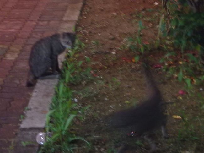 竹富島は、猫島とも言われるくらい、にゃんこがビーチにもいるらしよ〜次は絶対行きたいよね！とか話ながら・・・街に向かってテキトーに歩いていたら<br /><br />THE沖縄ぽい居酒屋を発見！