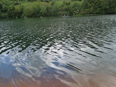 湯の湖にやってきました。湖岸にはあざやかな新緑にツツジが彩りを・・・といいたいところですが、今回はほとんど見えず。どこからか流れてきた一輪のピンクのツツジの花が湖岸にわずかに彩りを加えてくれました。芭蕉なら良い句を考えてくれそうですが。