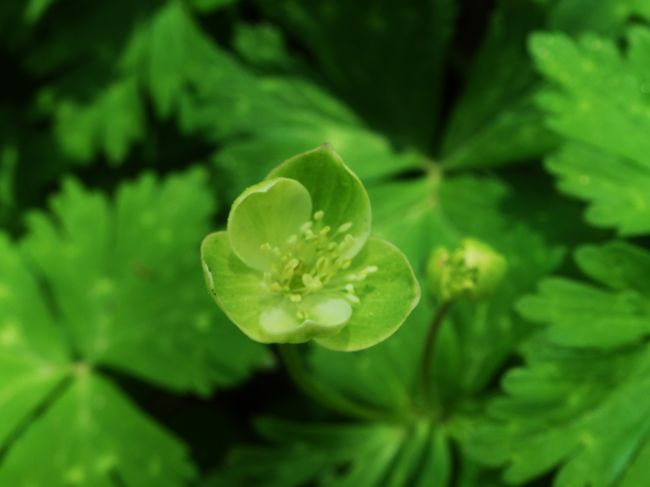 明神まではひたすら<br /><br />歩き･･･<br /><br />明神過ぎてから<br /><br />緑色の二輪草発見〜！！<br /><br />ヾ(＠⌒ー⌒＠)ノ