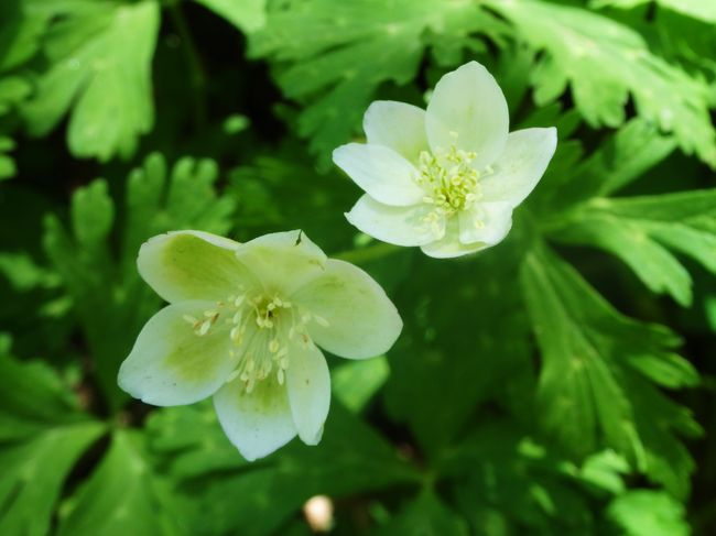 真ん中が緑色の<br /><br />二輪草。