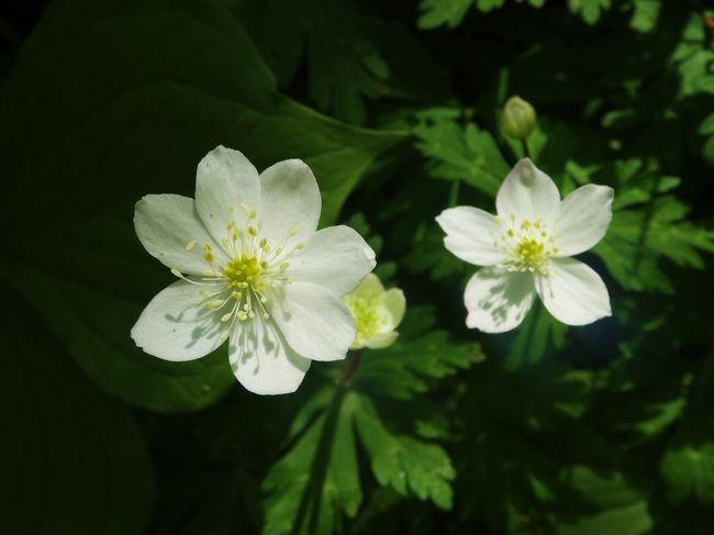 花びらの枚数が<br /><br />違います〜<br /><br />7枚と5枚の花びら付けてる<br /><br />二輪草。
