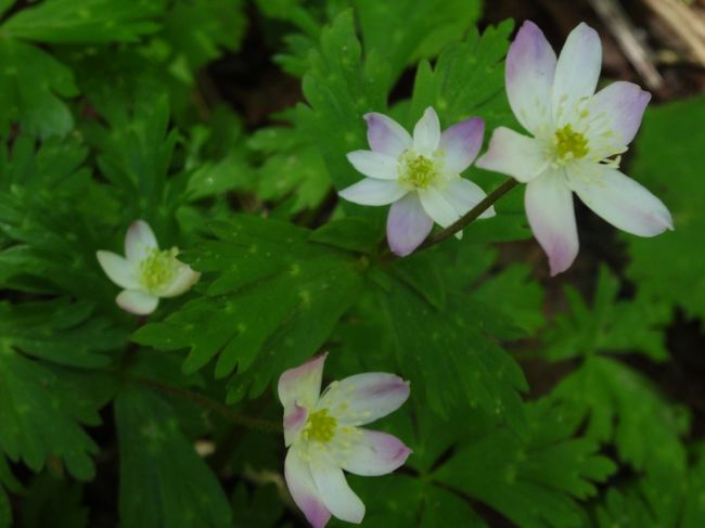 ピンクがかった<br /><br />二輪草。