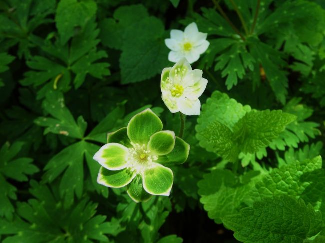 見つけました〜<br /><br />幸福の二輪草<br /><br />ヾ(＠⌒ー⌒＠)ノ