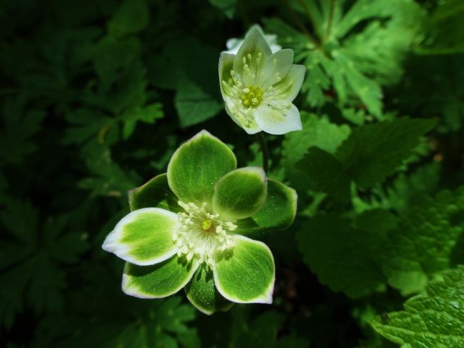 奥に咲いてる<br /><br />二輪草は真ん中が<br /><br />うっすら緑色♪<br />