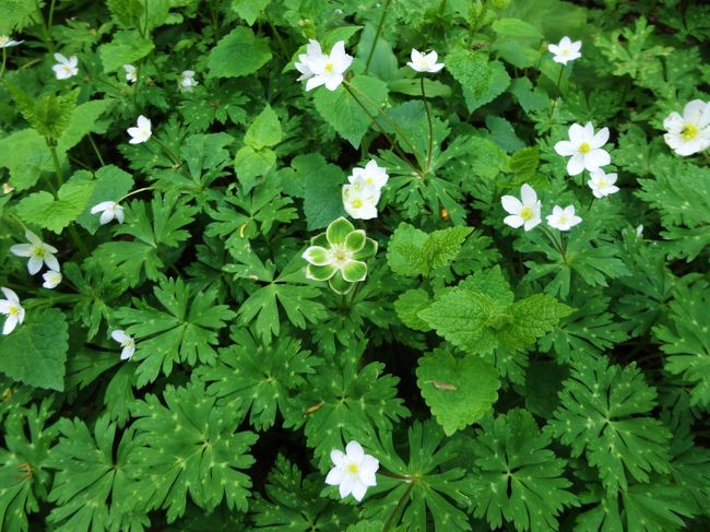 こんな感じで<br /><br />周りの二輪草達とは<br /><br />違います〜