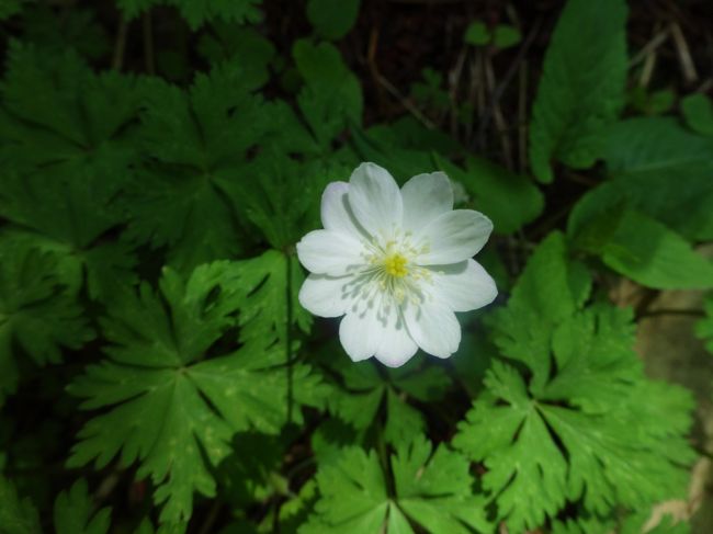 この二輪草の花びらは<br /><br />10枚です〜！！