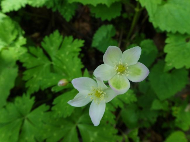 よーく見ていくと<br /><br />色々な<br /><br />二輪草が咲いてます〜!!