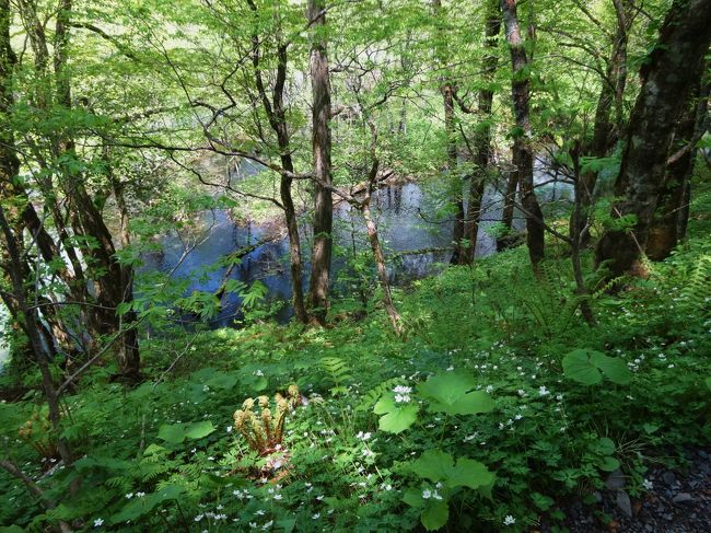 ちょっと満開の時期を過ぎて<br /><br />散ってましたが、<br /><br />何とか間に合った感じ。<br /><br />