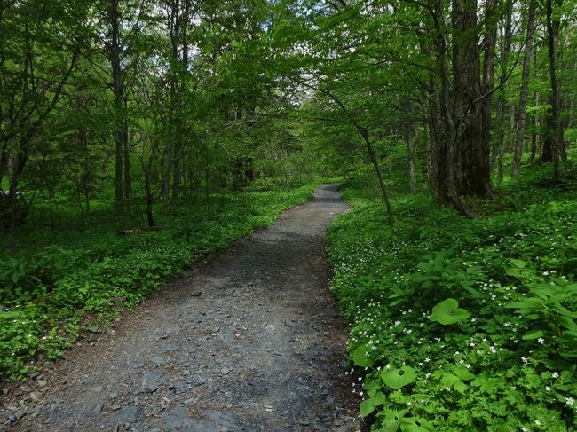 予定では5月31日に<br /><br />上高地来る予定だったので<br /><br />今日来ておいて良かったです。