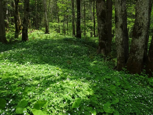 徳澤園まで行くのやめようかなァ〜<br /><br />心が折れててた･･･