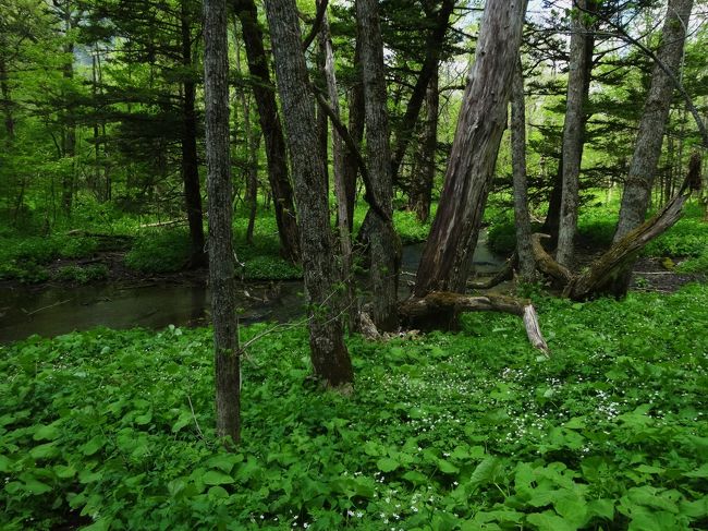 ここはもっと満開の時は<br /><br />咲いてるはず･･･<br /><br />