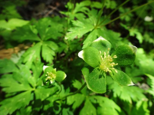 道端を<br /><br />じ〜と見て･･･<br /><br />見つけました！