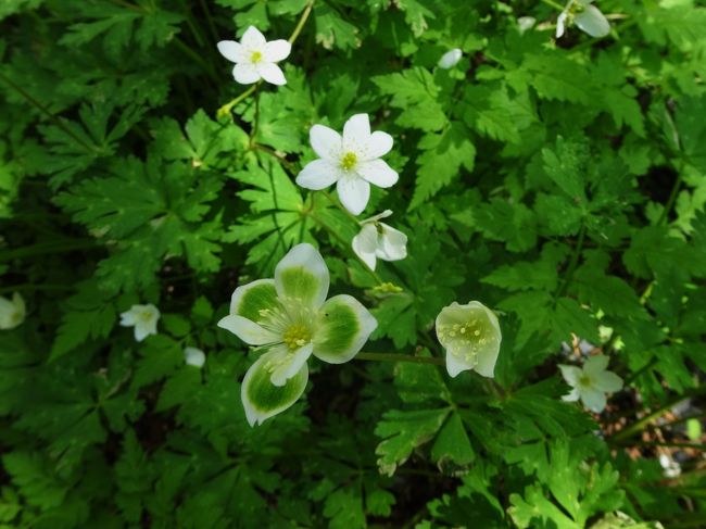 変わり二輪草<br /><br />また発見〜!!