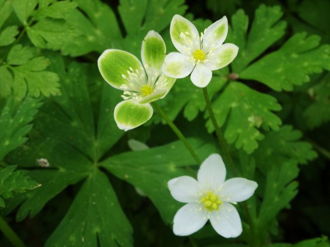 よーく見て<br /><br />探すと本当に沢山ありました〜