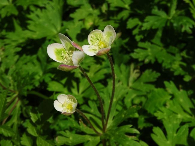 こちら<br /><br />三輪草。