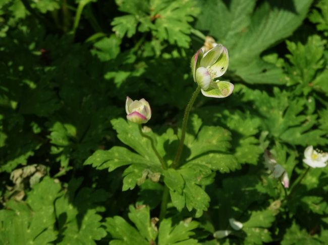 徳澤で見つけた<br /><br />変わり二輪草。