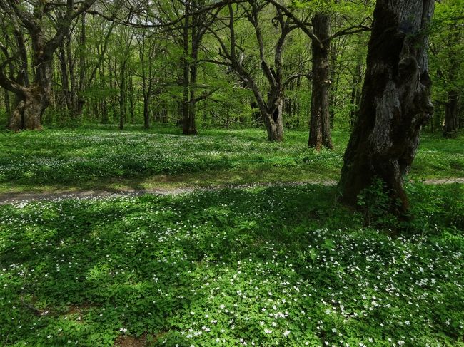 二輪草の花畑です！